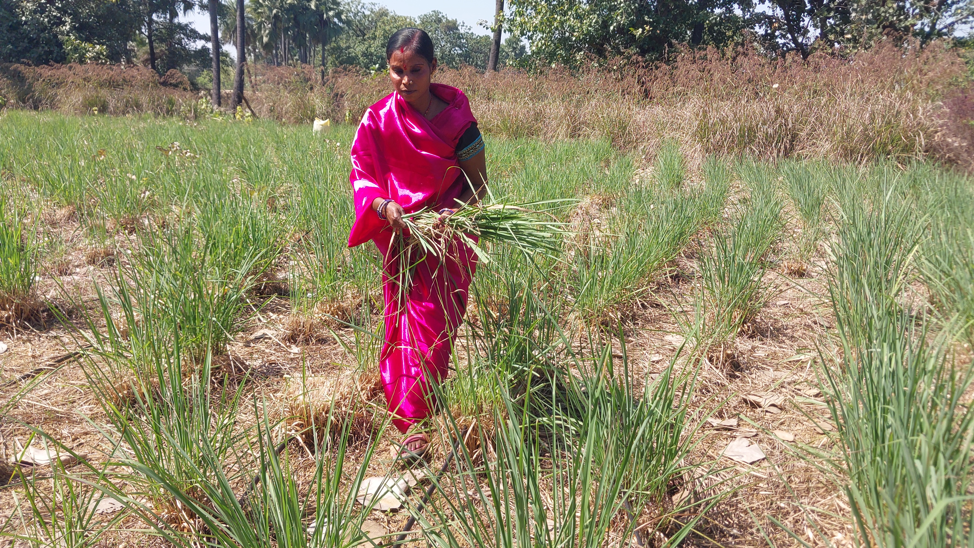 लेमनग्रास की कटाई करतीं महिला किसान