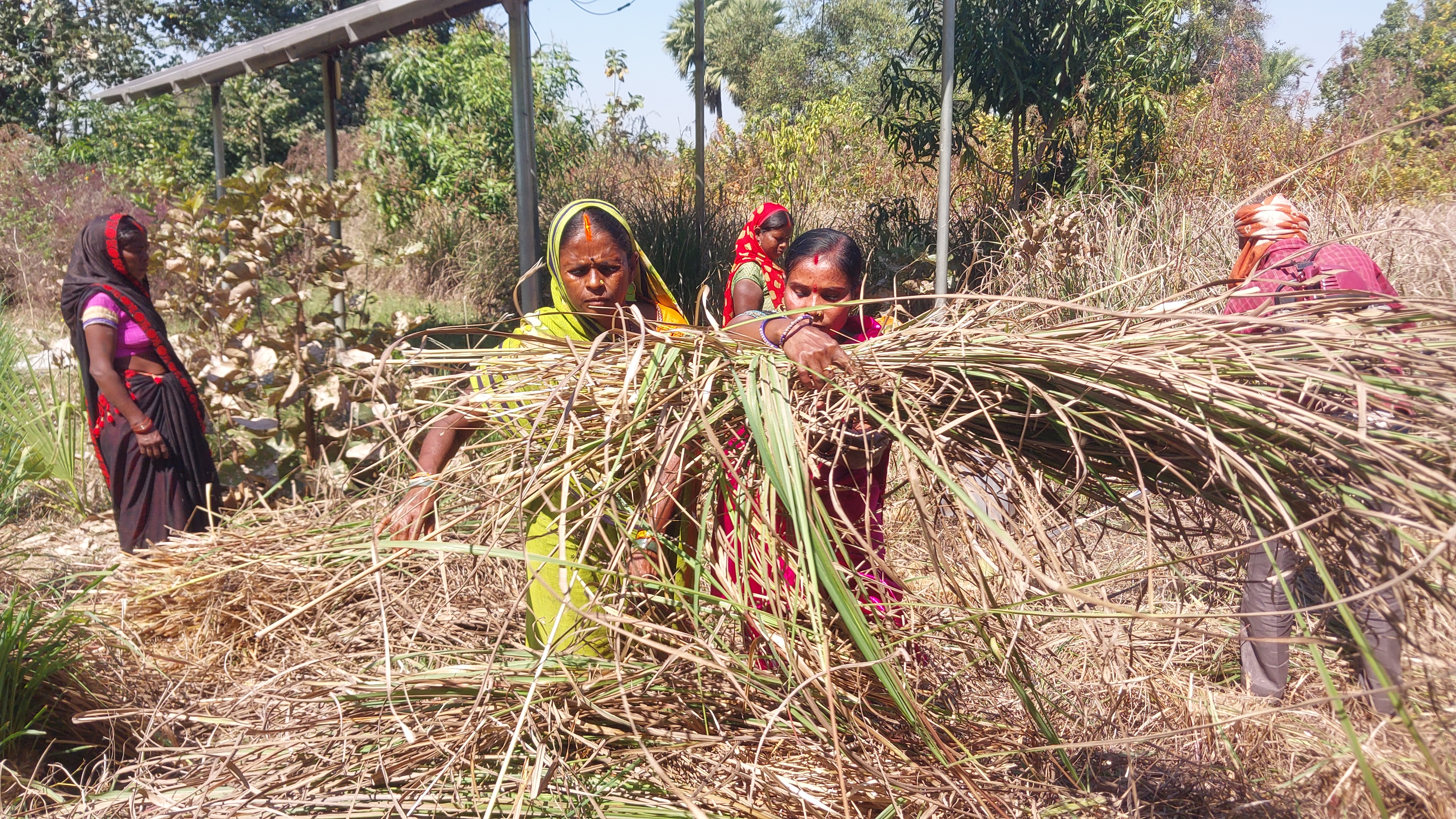 लेमनग्रास की कटाई करतीं महिला किसान