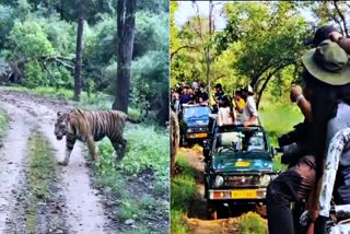 BANDHAVGARH FREE TIGER SAFARI