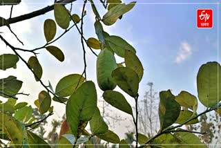 Morigaon lemon farmers
