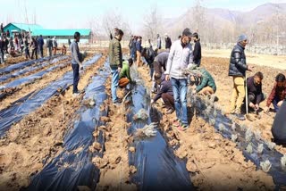 ویری ناگ میں بڑے پودے لگانے کی مہم کا آغاز