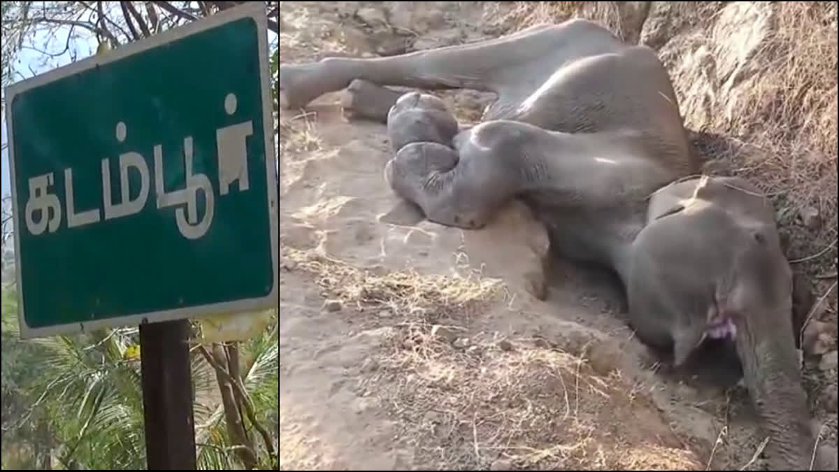 Female Elephant Fell into Pit