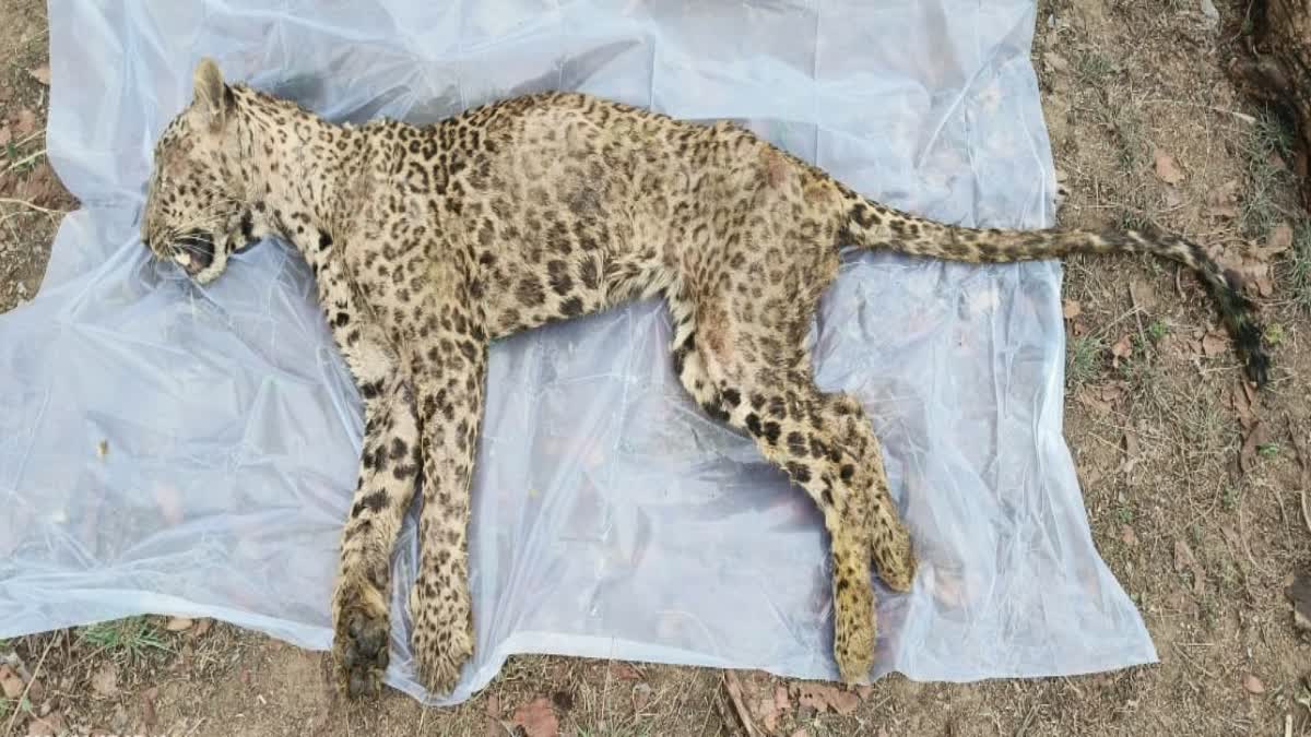 leopard death in pench tiger reserve
