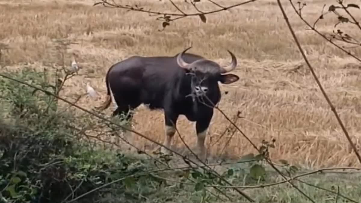 Bison crossed Narmada river reached village Jabalpur