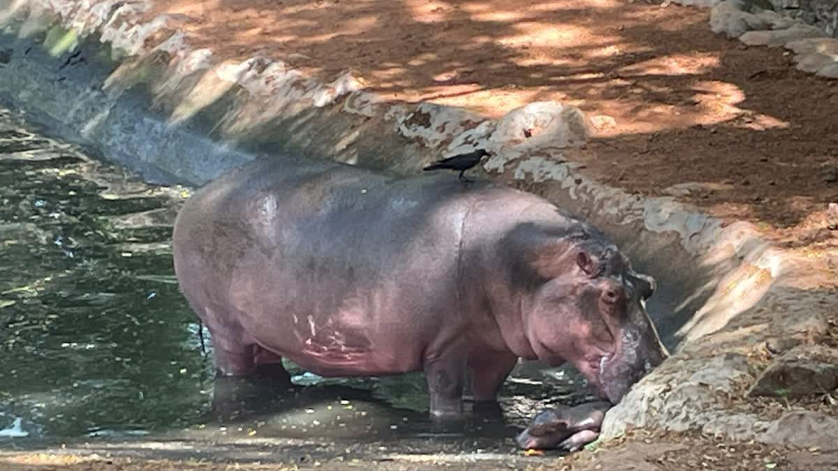 THIRUVANANTHAPURAM ZOO  തിരുവനന്തപുരം മൃഗശാല  SEETHA HIPPOPOTAMUS  HIPPOPOTAMUS IN THIRUVANANTHAPURAM