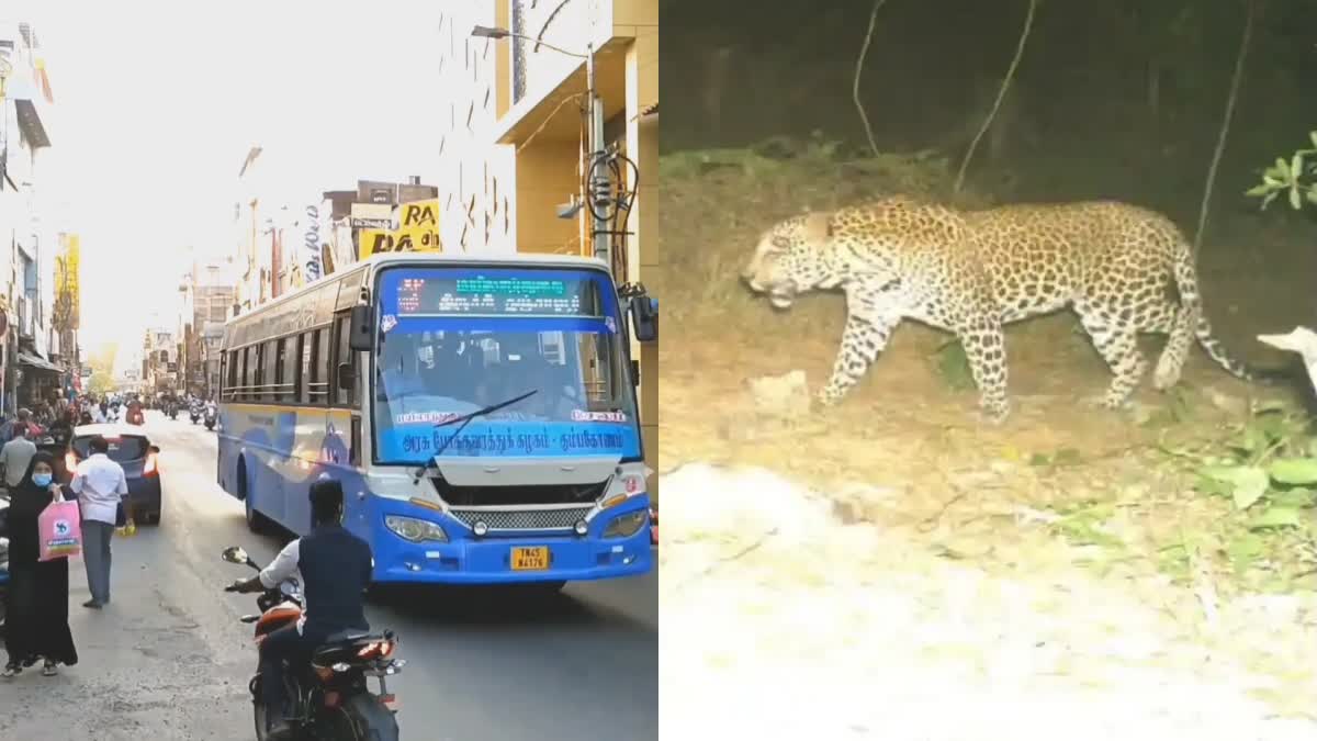 மயிலாடுதுறையில் சுற்றித்திரிந்த சிறுத்தை கும்பகோணம் பகுதியில் இருப்பதாக வெளியான தகவலால் மக்கள் அச்சம்!