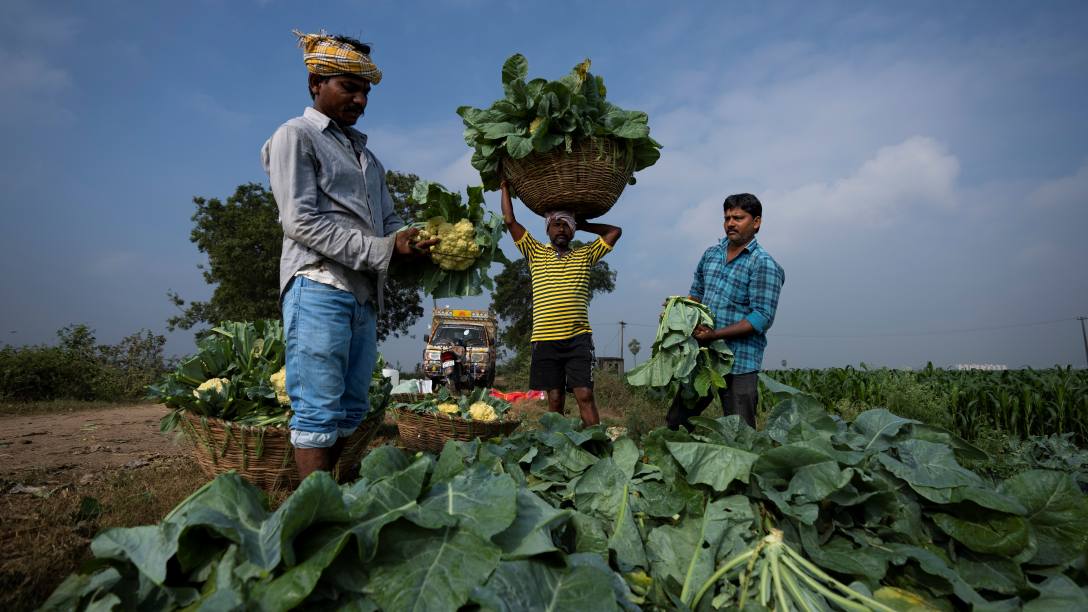 Rooted in traditional agricultural practices, natural farming emphasises harmony with nature and biodiversity. In climate change-induced heat, farmers in Andhra Pradesh are adopting natural farming techniques to foster resilience against climate change, mitigating the impacts of extreme weather events.