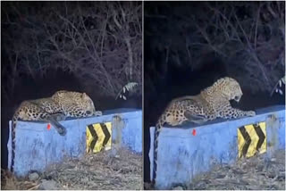 leopard roaming in Dhimbam Hills in erode