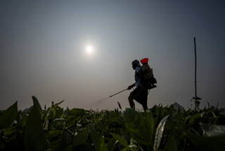 Rooted in traditional agricultural practices, natural farming emphasises harmony with nature and biodiversity. In climate change-induced heat, farmers in Andhra Pradesh are adopting natural farming techniques to foster resilience against climate change, mitigating the impacts of extreme weather events.