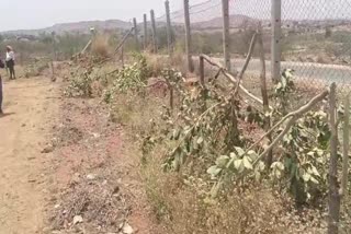 Tdp_Leader_Trees_Destroy_at_Satyasai_District