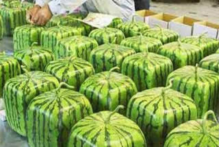 Saraswati variety of watermelon in a square shape will soon  coming to market