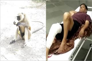 monkey attacked