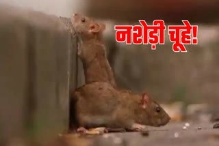 Rat ate Ganja and Bhang in Dhanbad