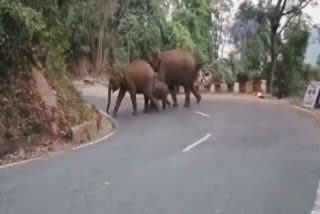 4 wild elephants strolled in Coonoor area of Nilgiris district