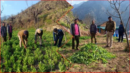 Banjal Police Action on Opium Plan