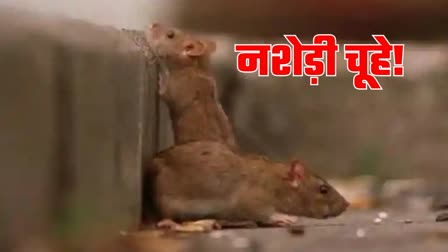 Rat ate Ganja and Bhang in Dhanbad