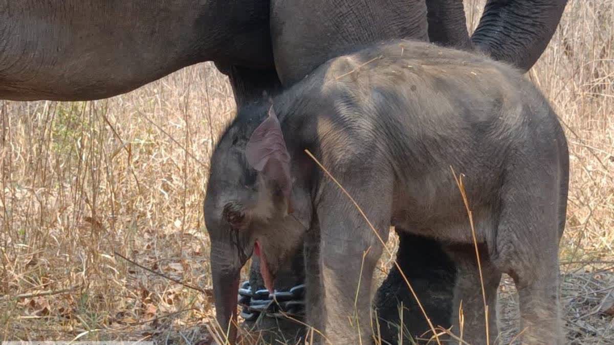 SHIVPURI BABY ELEPHANT BIRTH