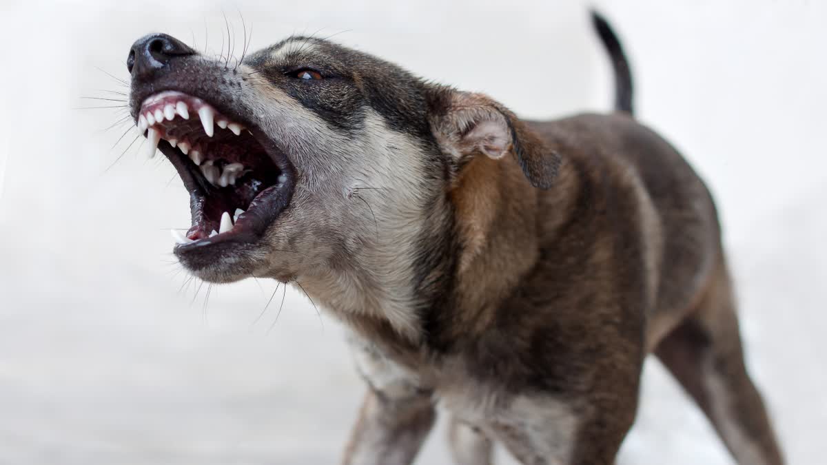 MORENA MAD DOG ATTACK CHILD