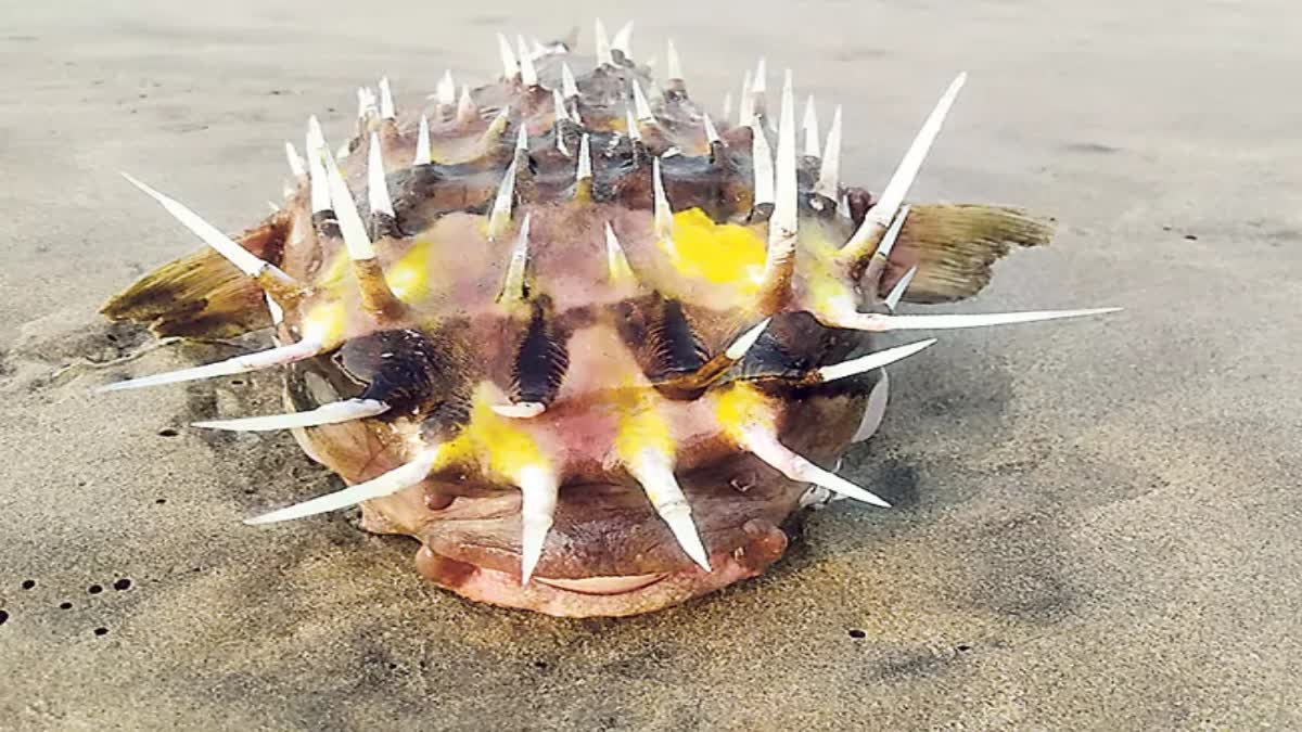 Thorny Frogs Caught in Fishermens Nets On Rushikonda Coast