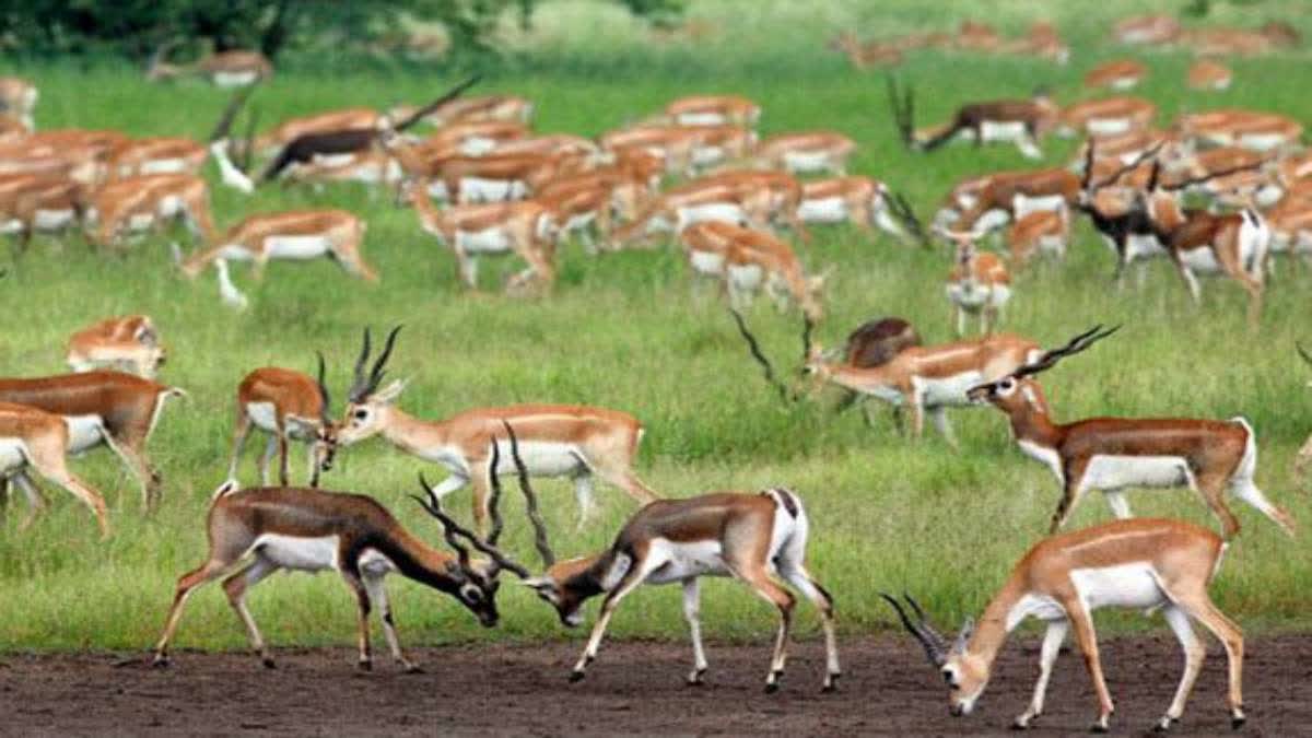 BLACKBUCK