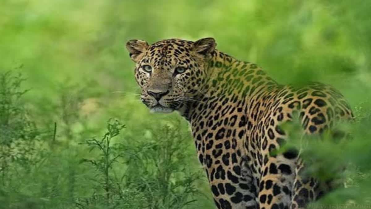 special_cell_to_monitor_leopards_in_tirumala