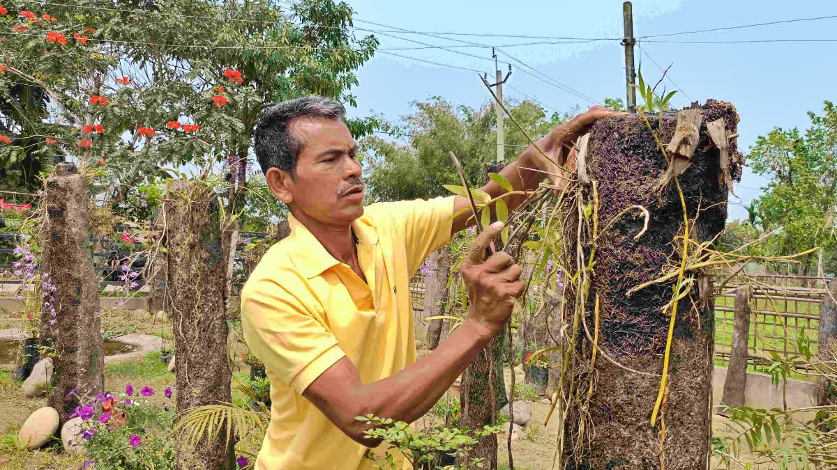 State flower of Assam preservation