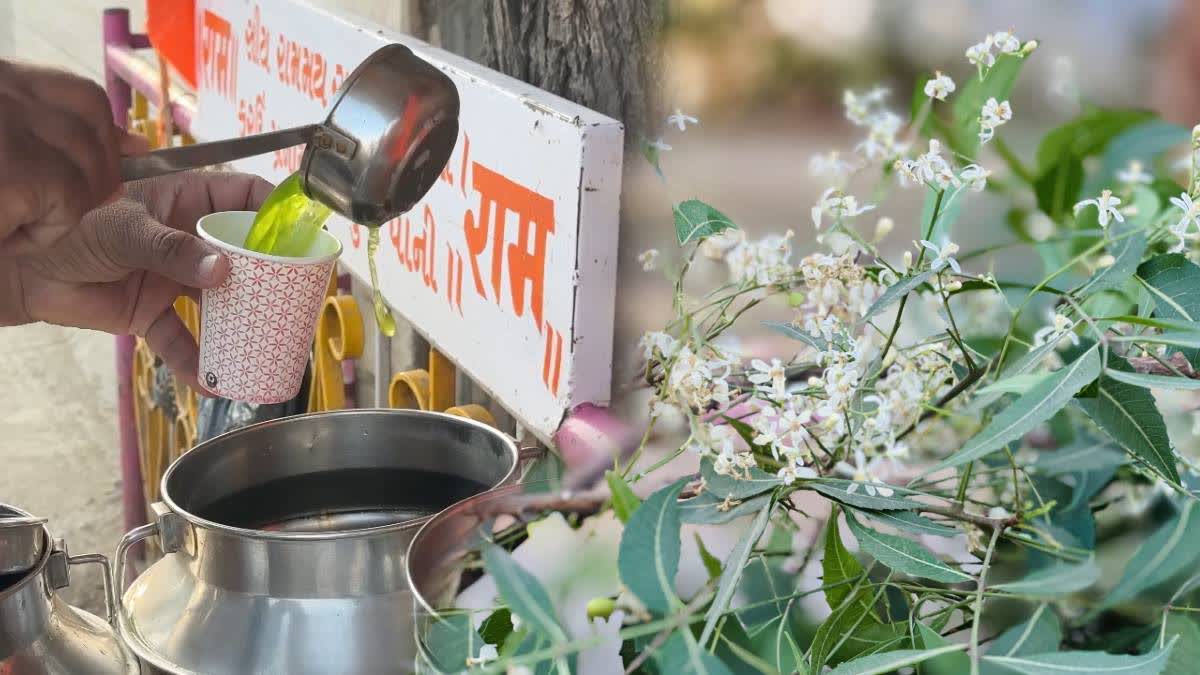 લીમડાના પાન અને ફૂલ સાથે ચાવવા લાભદાયી