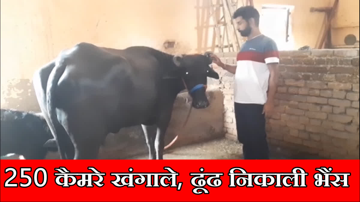 Ambala police scanned 250 CCTV and caught a buffalo thief from Saharanpur UP
