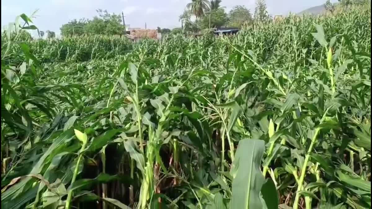Crop Loss to Farmers Due to Heavy Rains In AP