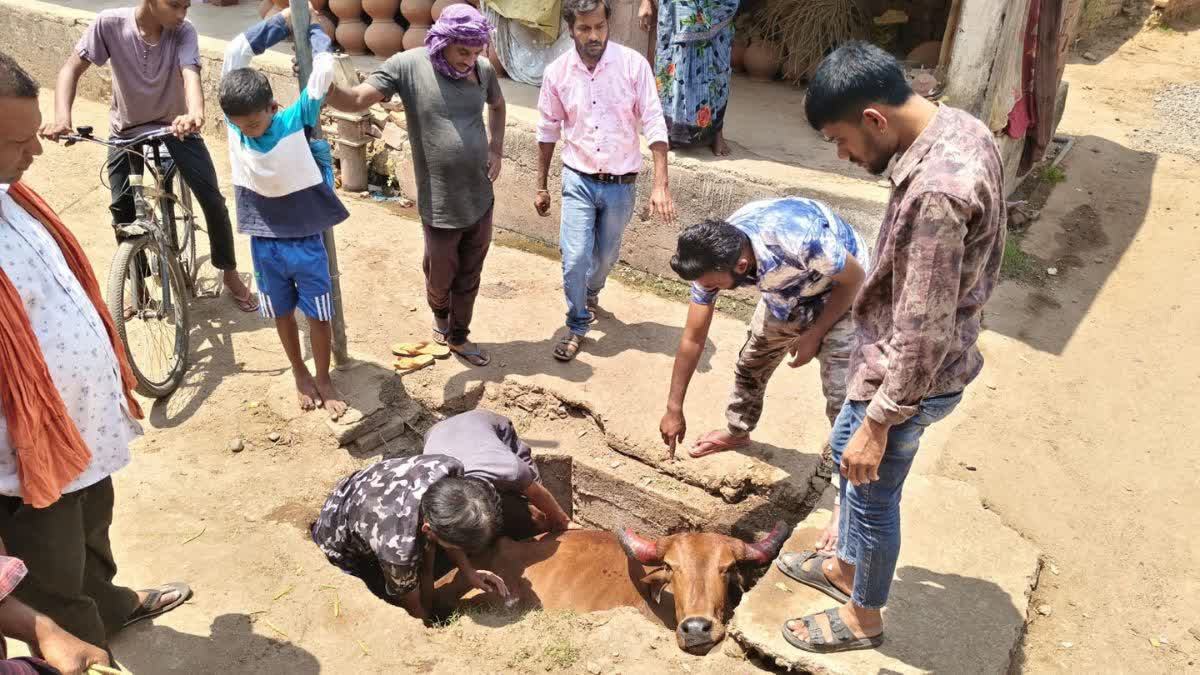 COW RESCUE IN LORMI OF MUNGELI