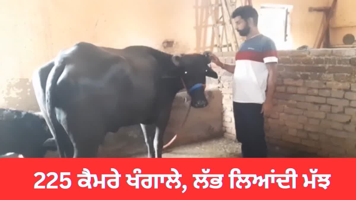 AMBALA BUFFALO THIEF CAUGHT