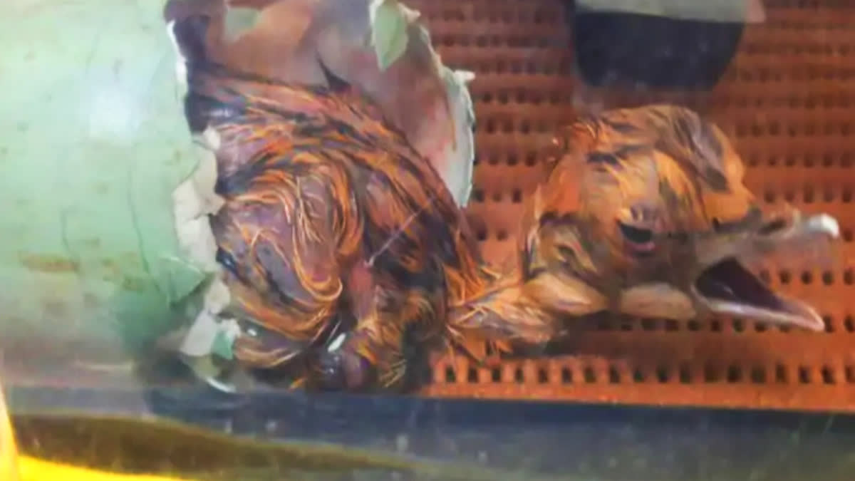 Ramdevra Breeding Center