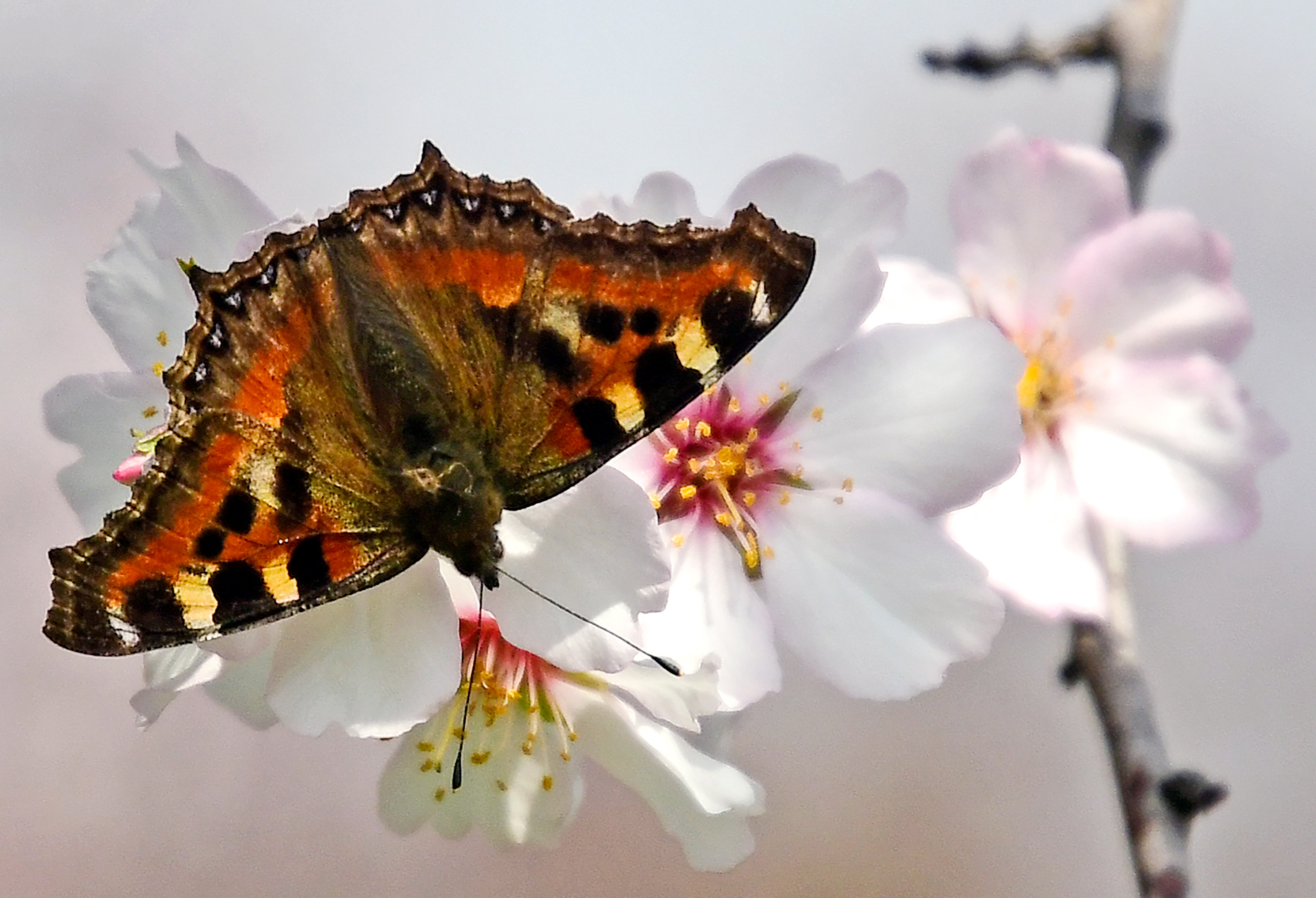 MAJOR ATTRACTIONS OF KASHMIR BEST SEASON TO VISIT KASHMIR കശ്മീര് യാത്ര എങ്ങനെ KASHMIR IN SPRING SEASON