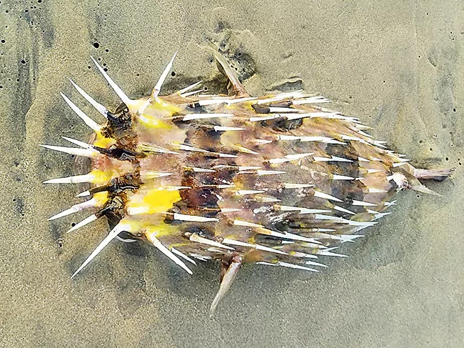 Thorny Frogs Caught in Fishermens Nets On Rushikonda Coast