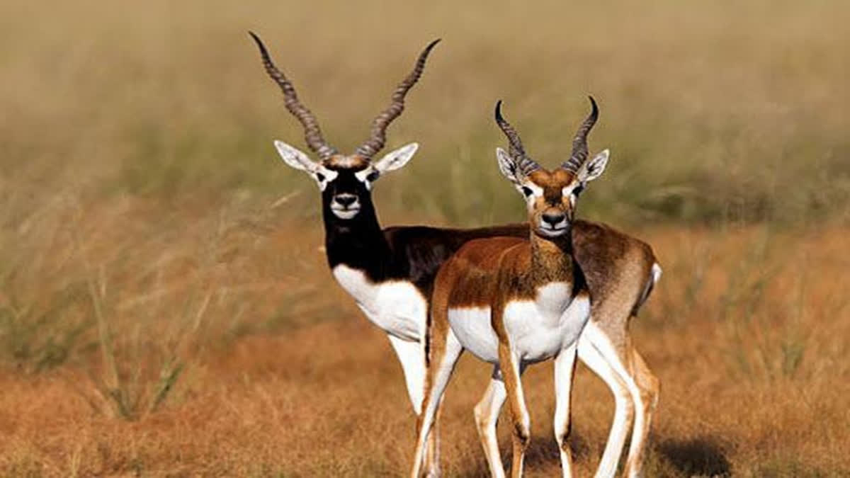 BLACKBUCK