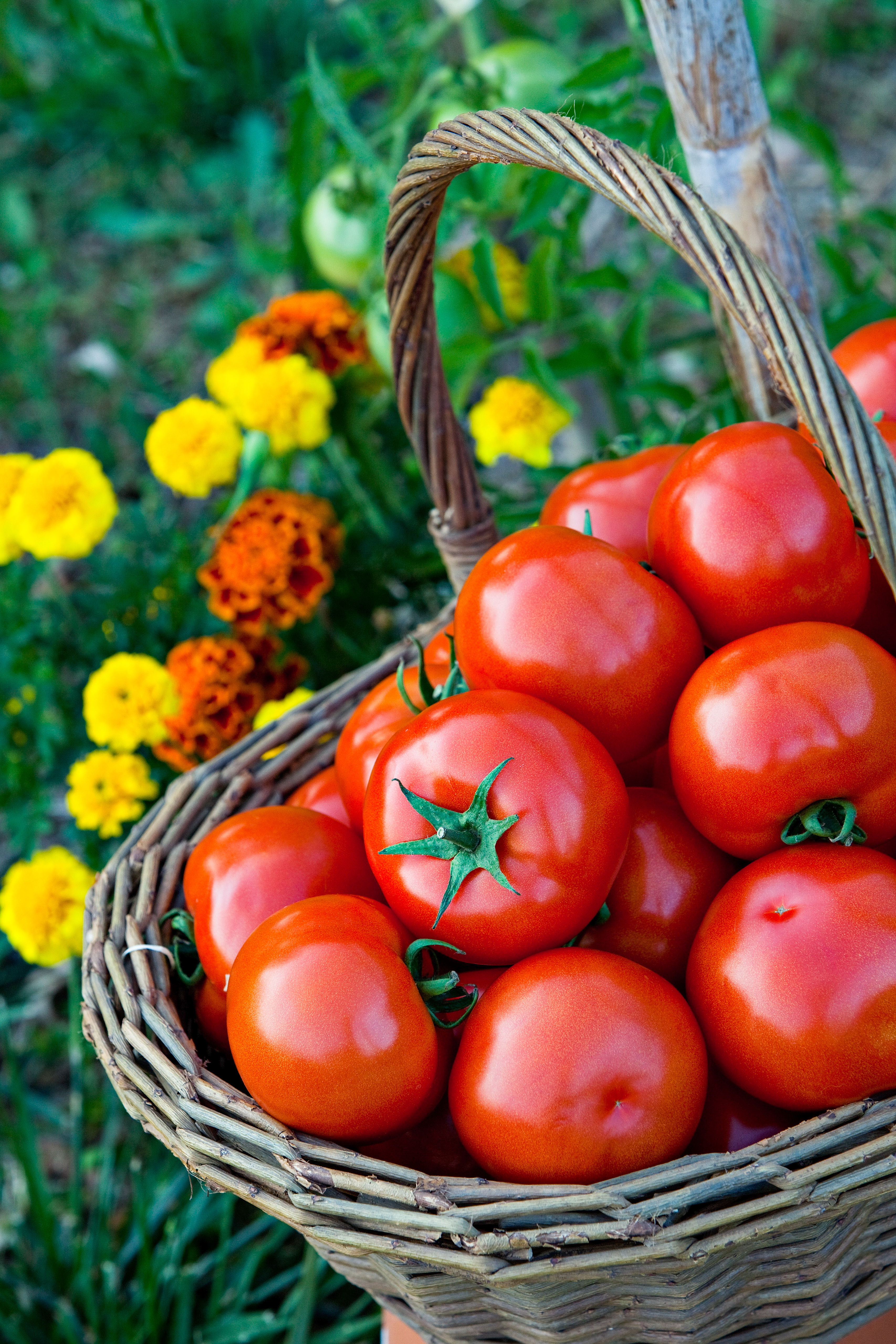 Tomato