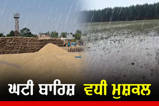 paddy area in punjab, less rain in punjab