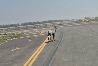 Hisar Airport