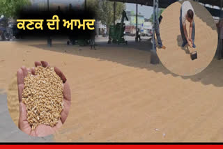 Wheat arrives in Khanna
