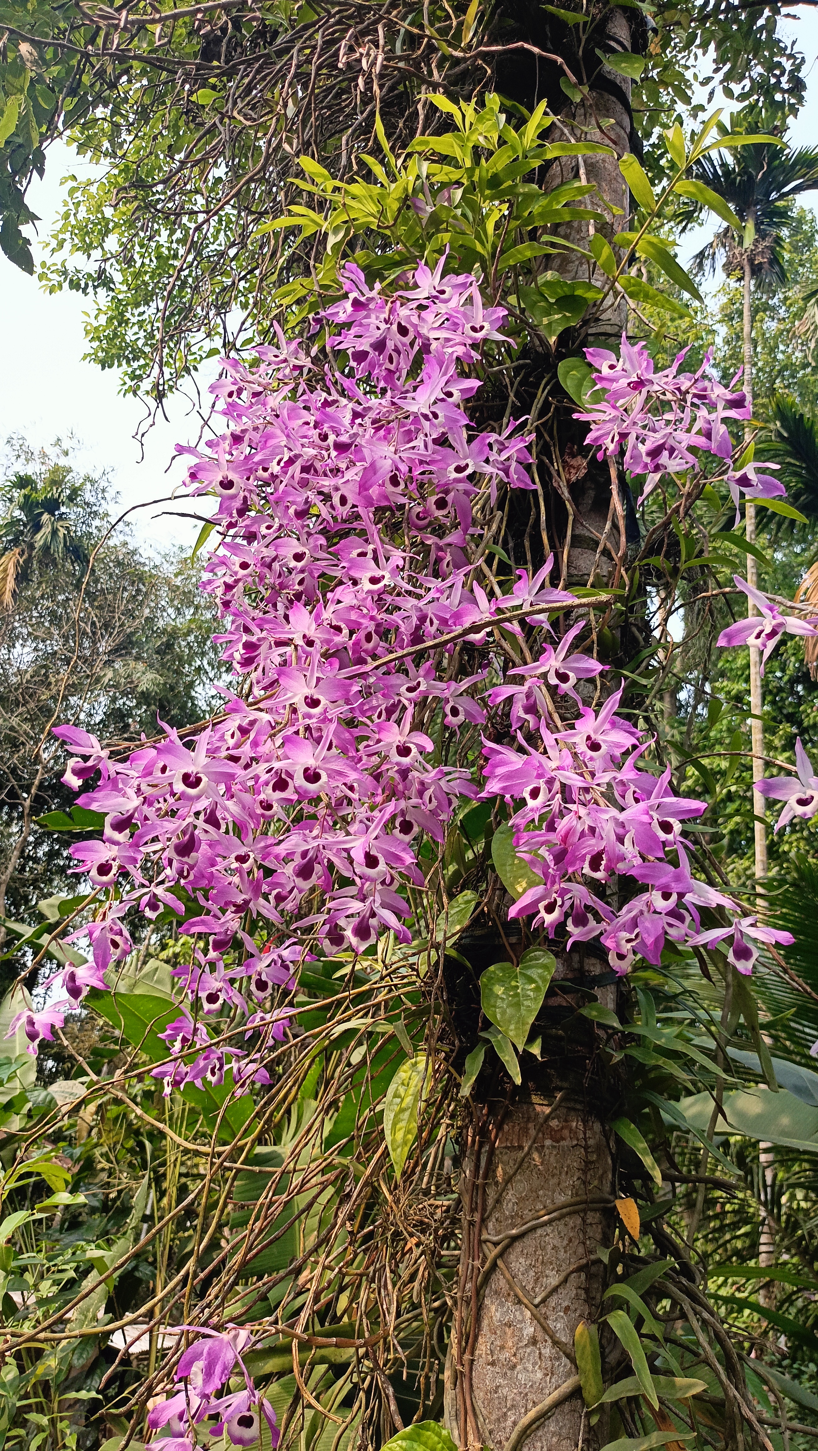 State flower of Assam preservation