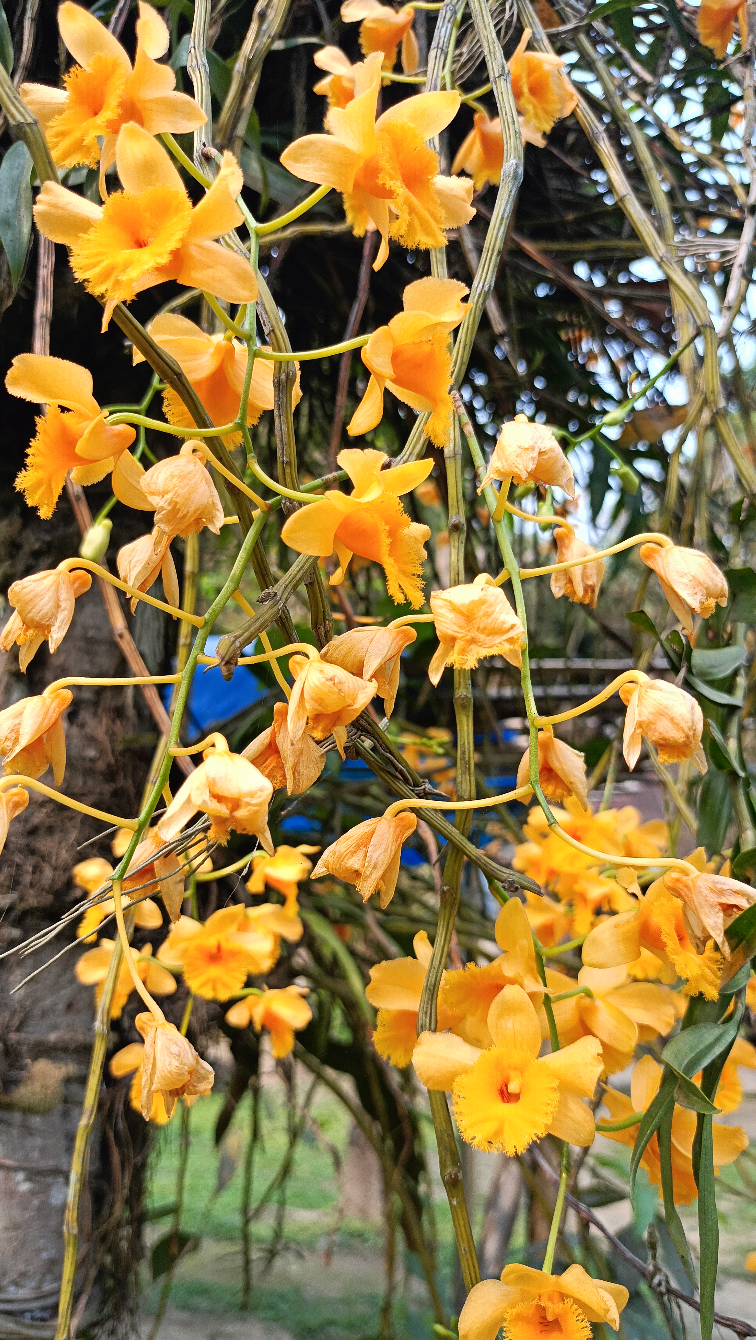State flower of Assam preservation