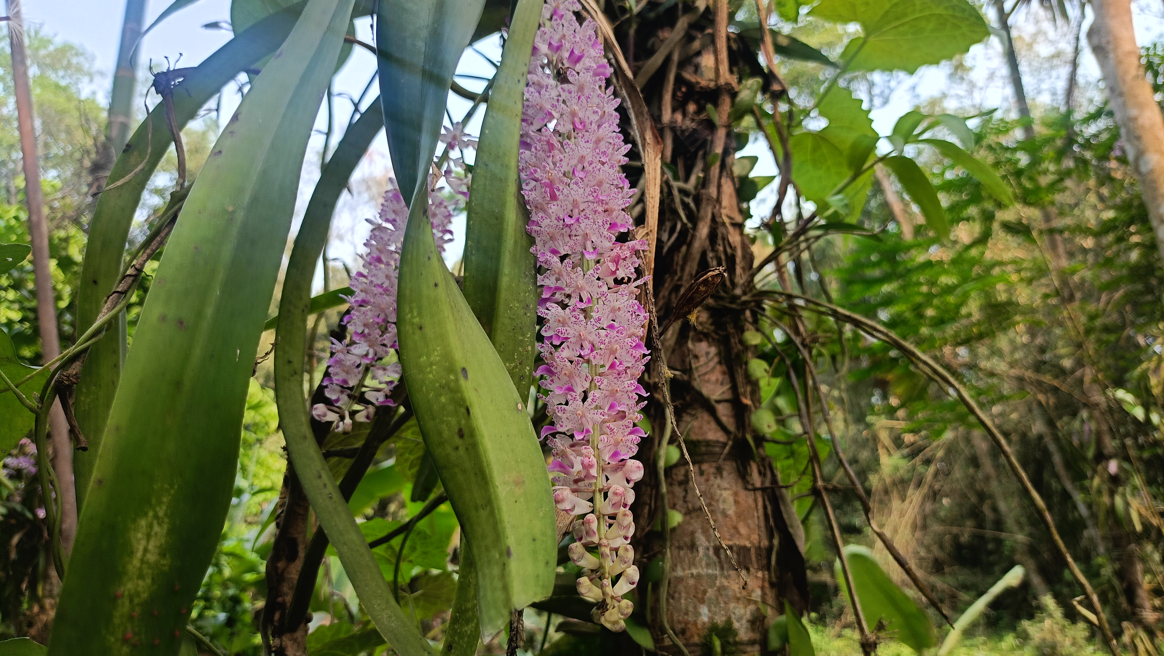 State flower of Assam preservation