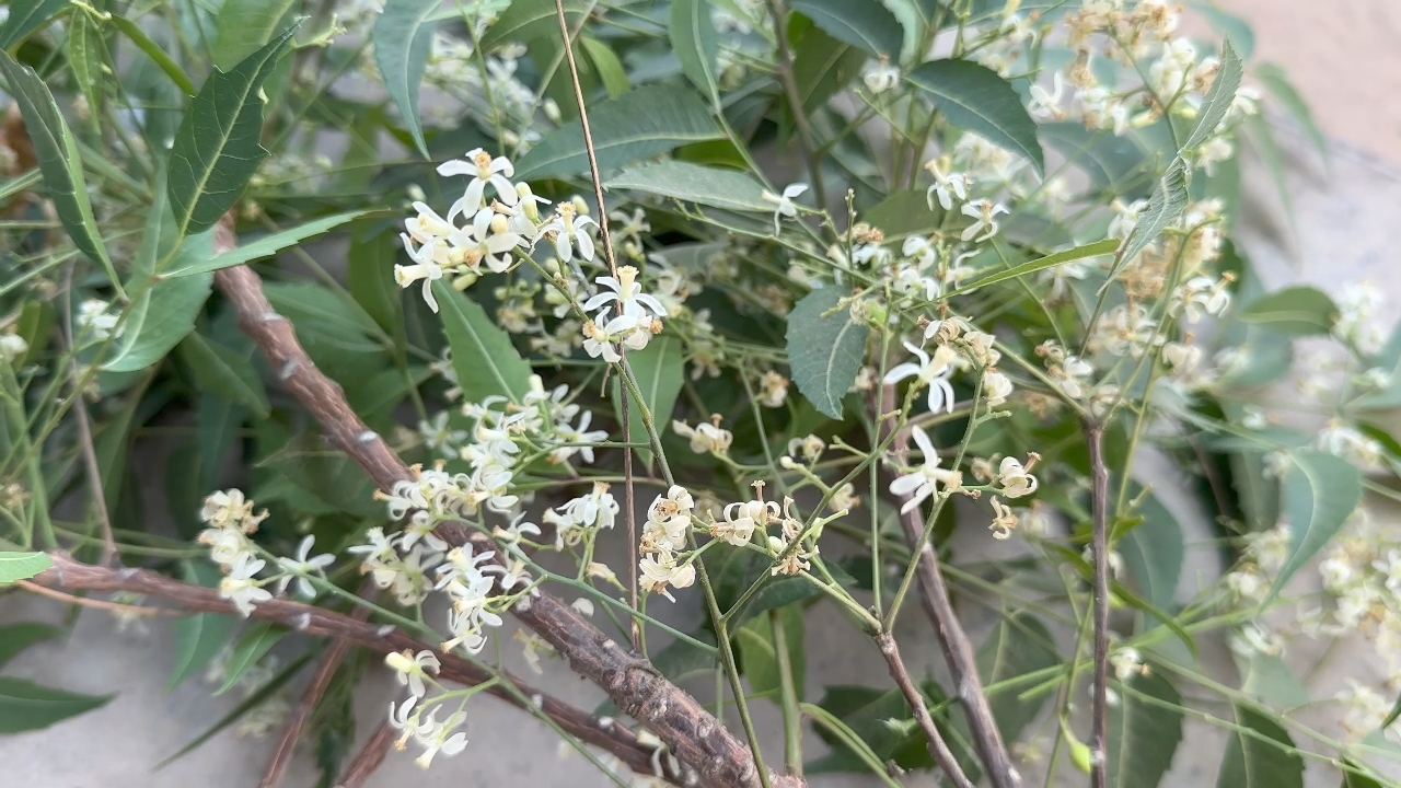 આયુર્વેદની દ્રષ્ટિ લીમડાનું ઘણું મહત્વ છે