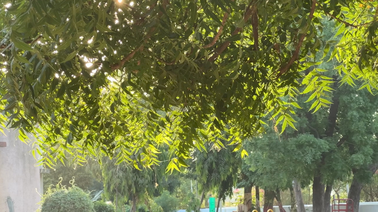 આયુર્વેદની દ્રષ્ટિ લીમડાનું ઘણું મહત્વ છે