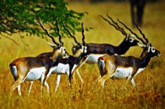 BLACKBUCK