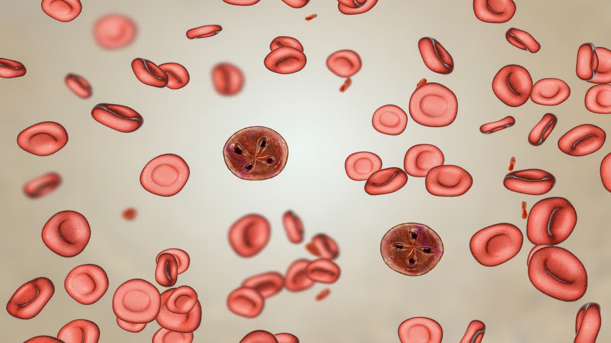 World Thalassemia Day News