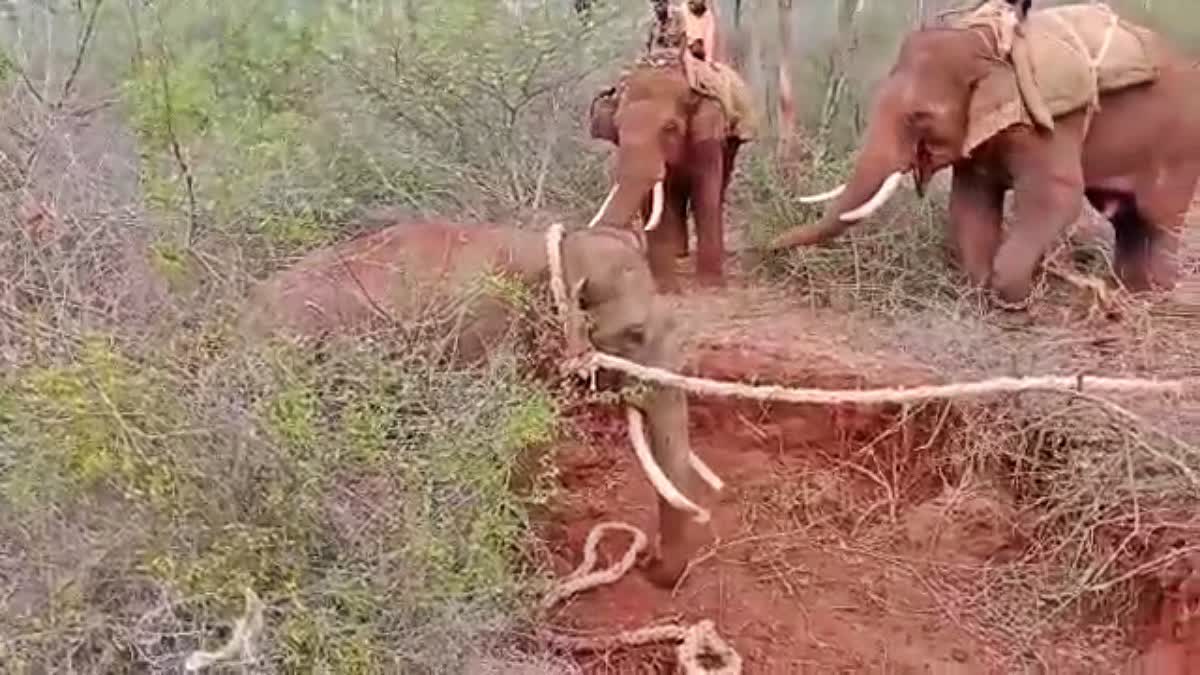 ಬಂಡೀಪುರದಲ್ಲಿ ಪುಂಡಾನೆ ಸೆರೆ