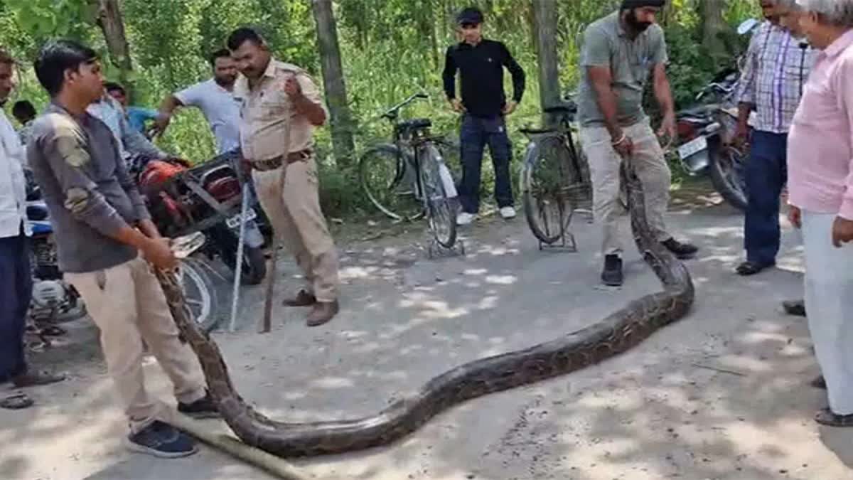 LONG PYTHON IN FIELD  LUKSAR FOREST WORKERS CAUGHT PYTHON  PYTHON CAUGHT FROM ISMAILPUR  PYTHON IN VILLAGE