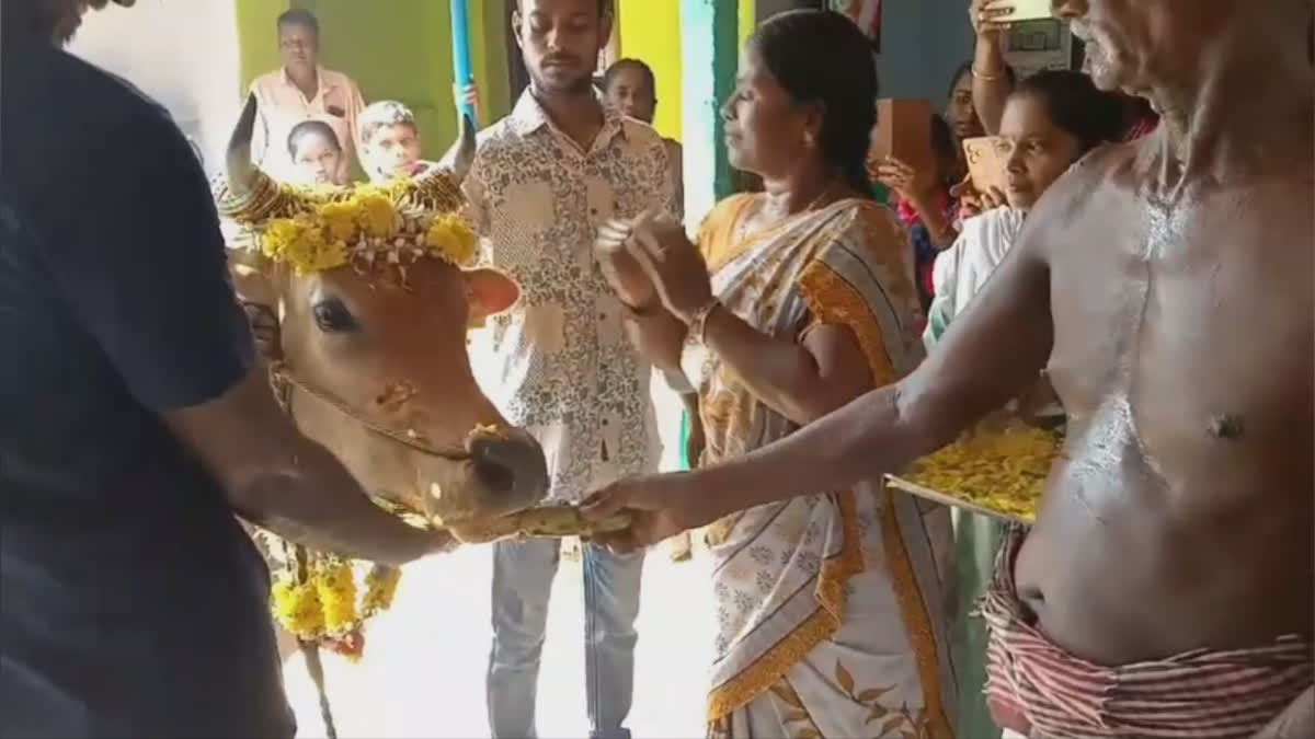 Cow baby shower photo