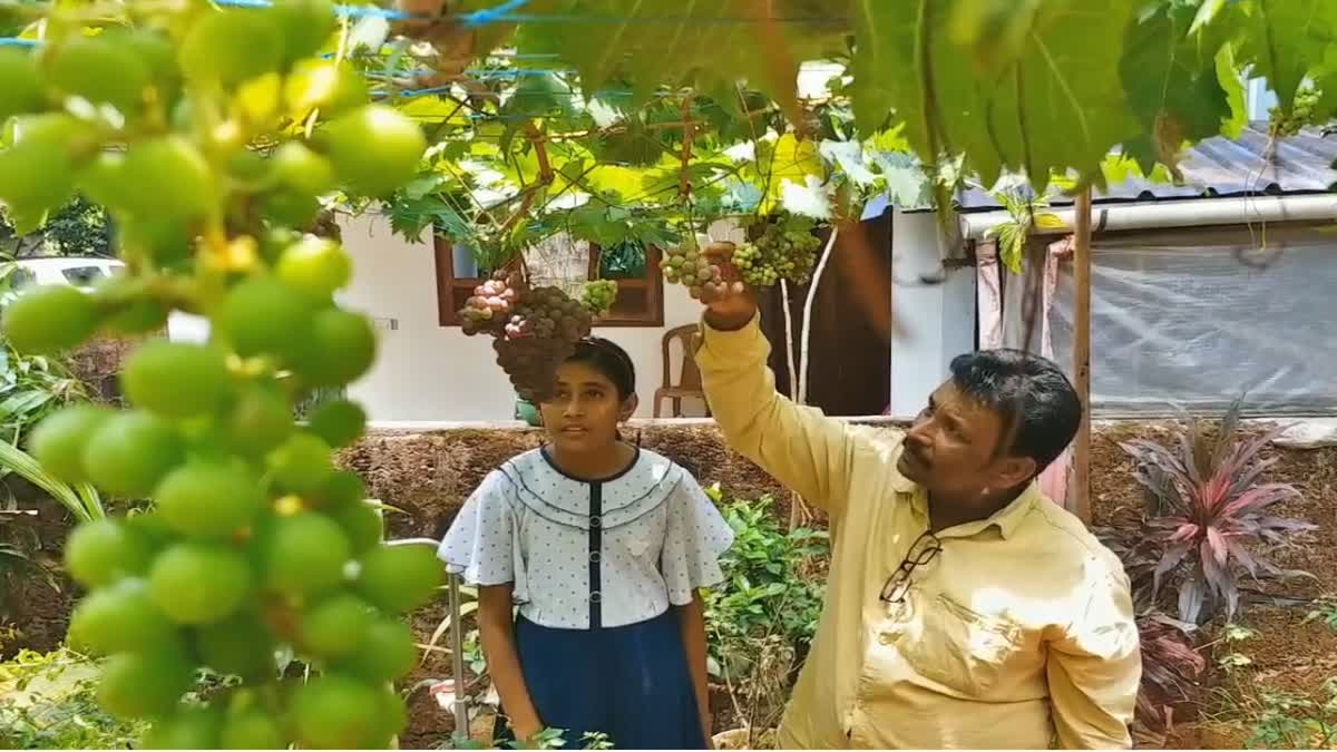 GRAPE PLANT STORY  AUTO DRIVERS VITICULTURE  മുന്തിരി കൃഷി  കാസർകോട്
